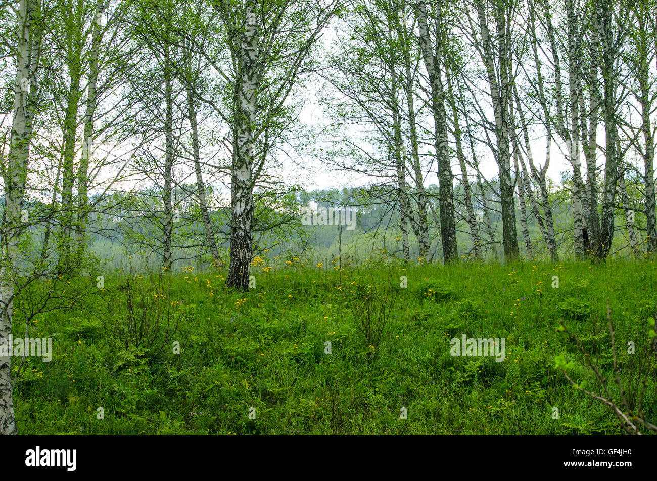 Beau paysage d'un bouleau sur la colline, belle, un paysage, bouleaux, arbres, la colline, une herbe, fleurs, la nature Banque D'Images