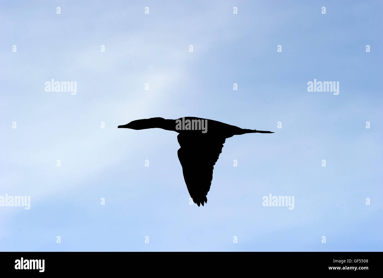 Silhouette d'oiseaux est un gros plan détaillé d'un bel oiseau capturé en plein vol alors qu'il enfonce sa ailes dans le bas. Banque D'Images