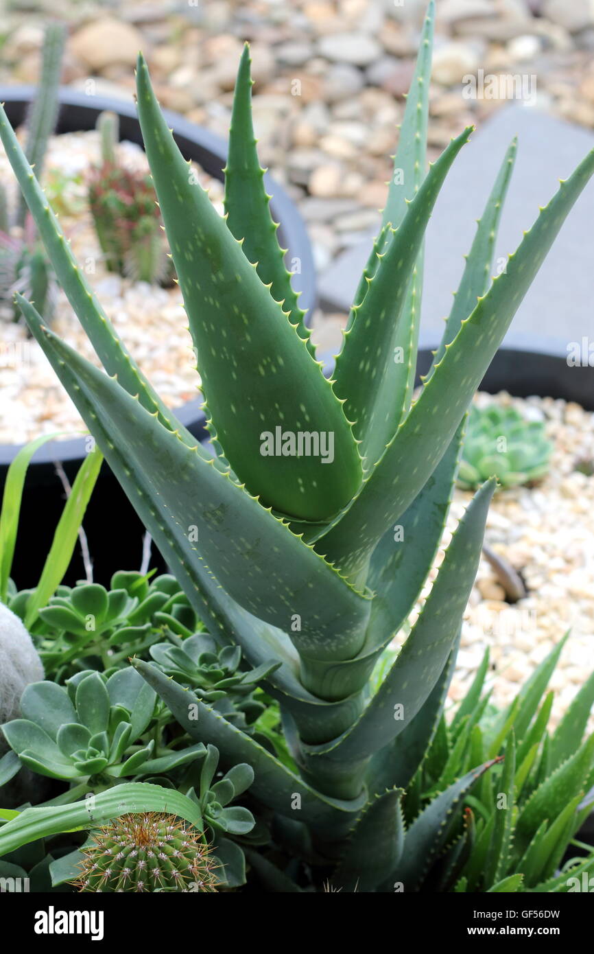 Close up of Aloe Vera Plant frais médicaux, plante qui pousse dans un pot Banque D'Images