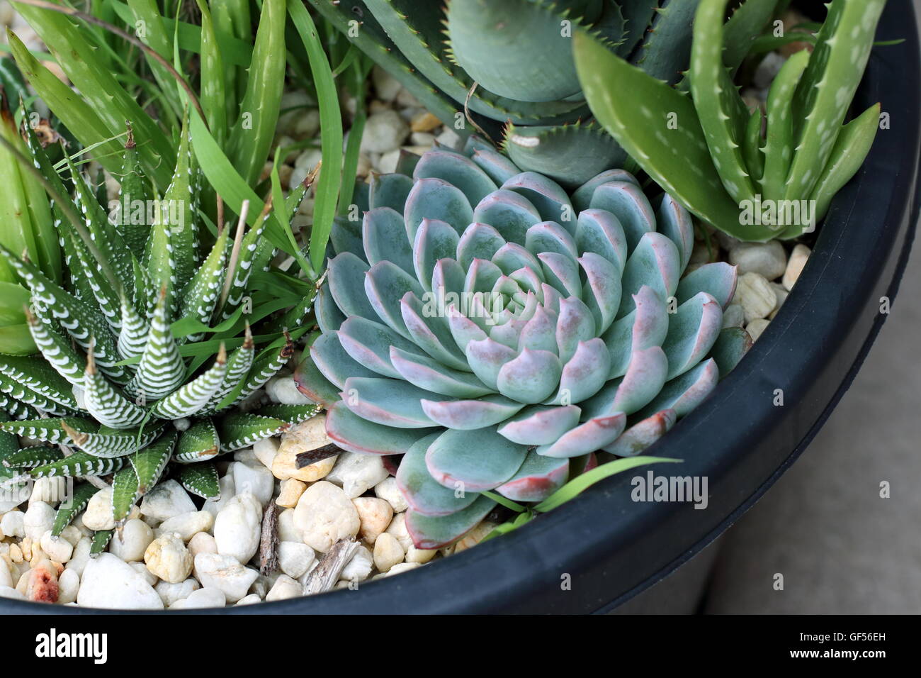 Close up de variétés de cactus et succulentes dans un pot, Haworthia, Echeveria, aloevera Banque D'Images