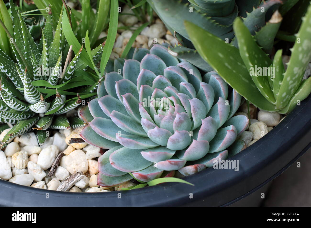 Close up de variétés de cactus et succulentes dans un pot, Haworthia, Echeveria, aloevera Banque D'Images