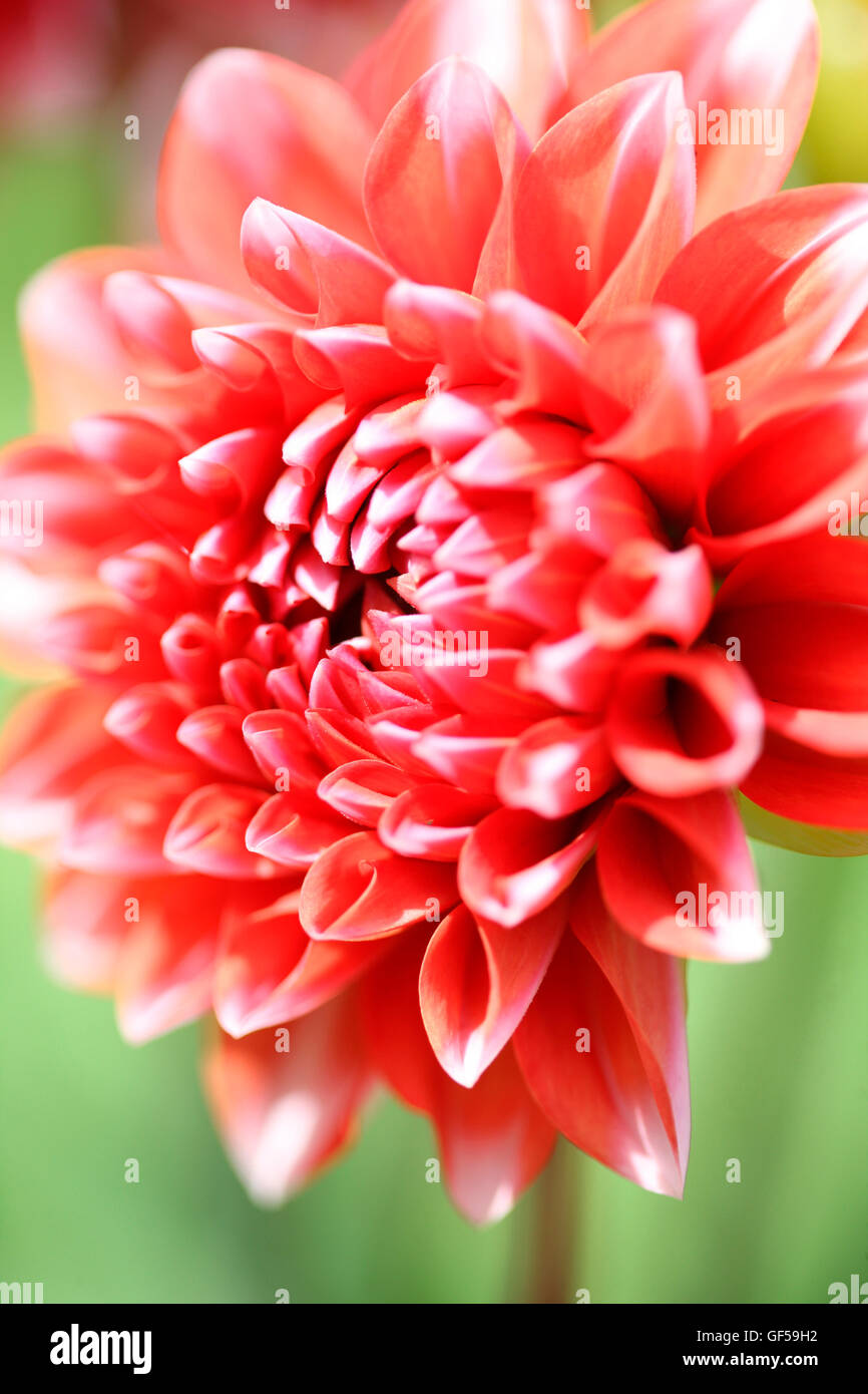 Dahlia rouge d'ouverture en été baignée de soleil...langue floral symbolise la dignité et reconnaissance Jane Ann Butler Photography JABP1476 Banque D'Images