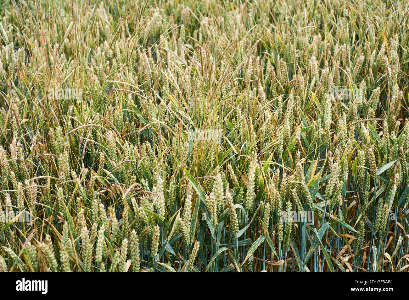 De la récolte du blé infestés par l'herbe noire (Alopecurus myosuroides) de lutte contre les mauvaises herbes, England, UK Banque D'Images