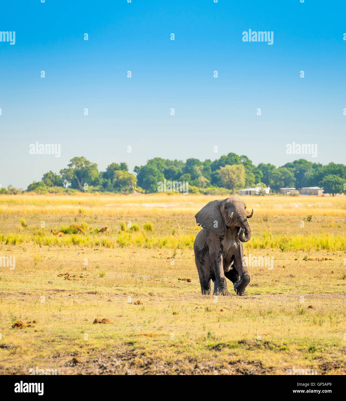 La marche de l'éléphant dans le Parc National de Chobe, Botswana, Africa Banque D'Images
