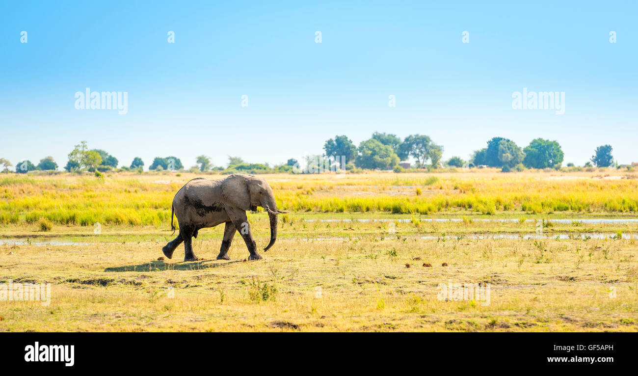 La marche de l'éléphant dans le Parc National de Chobe, Botswana, Africa Banque D'Images