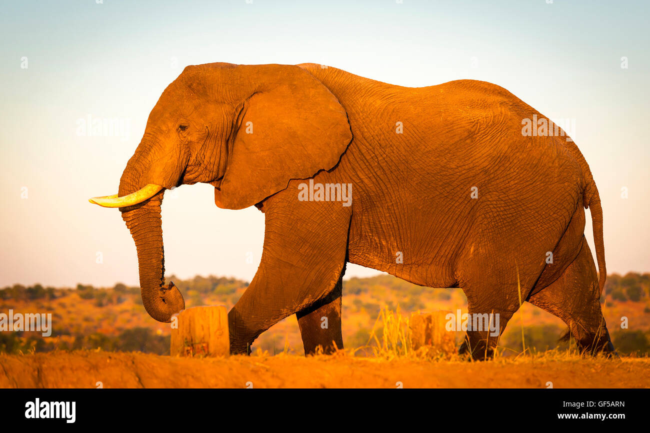Dans l'éléphant énorme golden sunset light alors que sur safari au Botswana, l'Afrique Banque D'Images