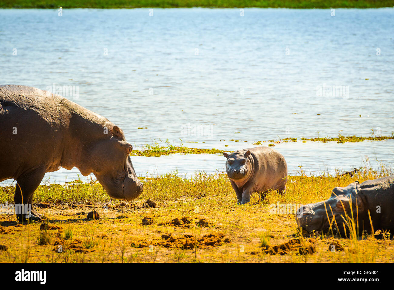 Famille d'hippopotames au bord de l'eau dans le Parc National de Chobe, Botswana, Africa Banque D'Images