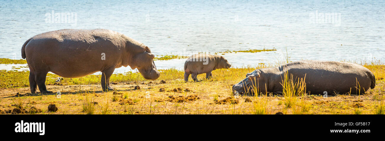 Famille d'hippopotames au bord de l'eau dans le Parc National de Chobe, Botswana, Africa Banque D'Images
