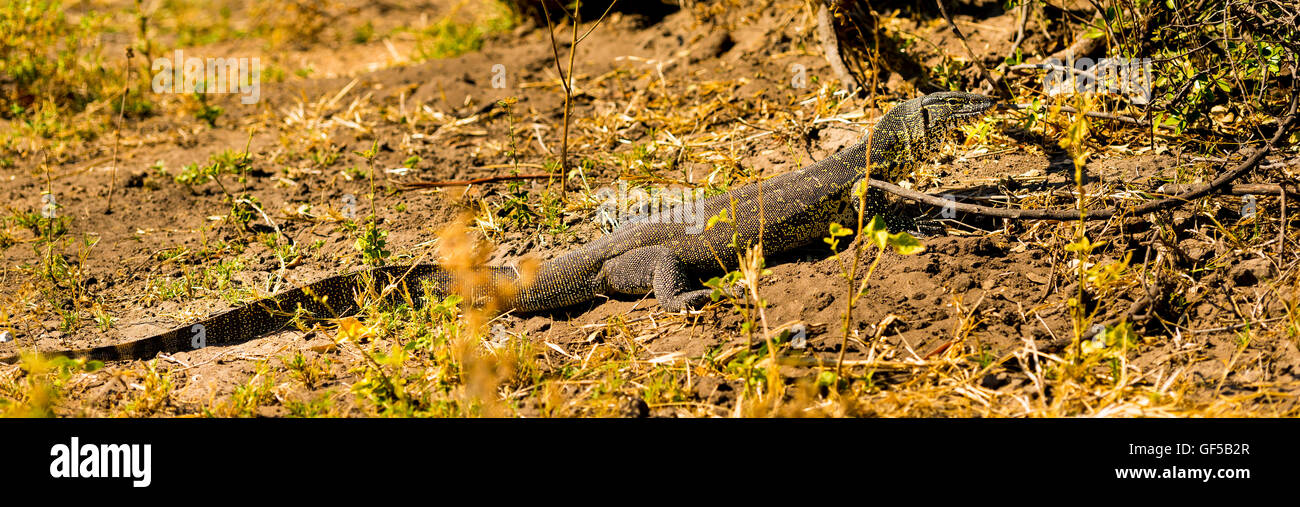 Varan dans Chobe National Park, Botswana, Africa Banque D'Images