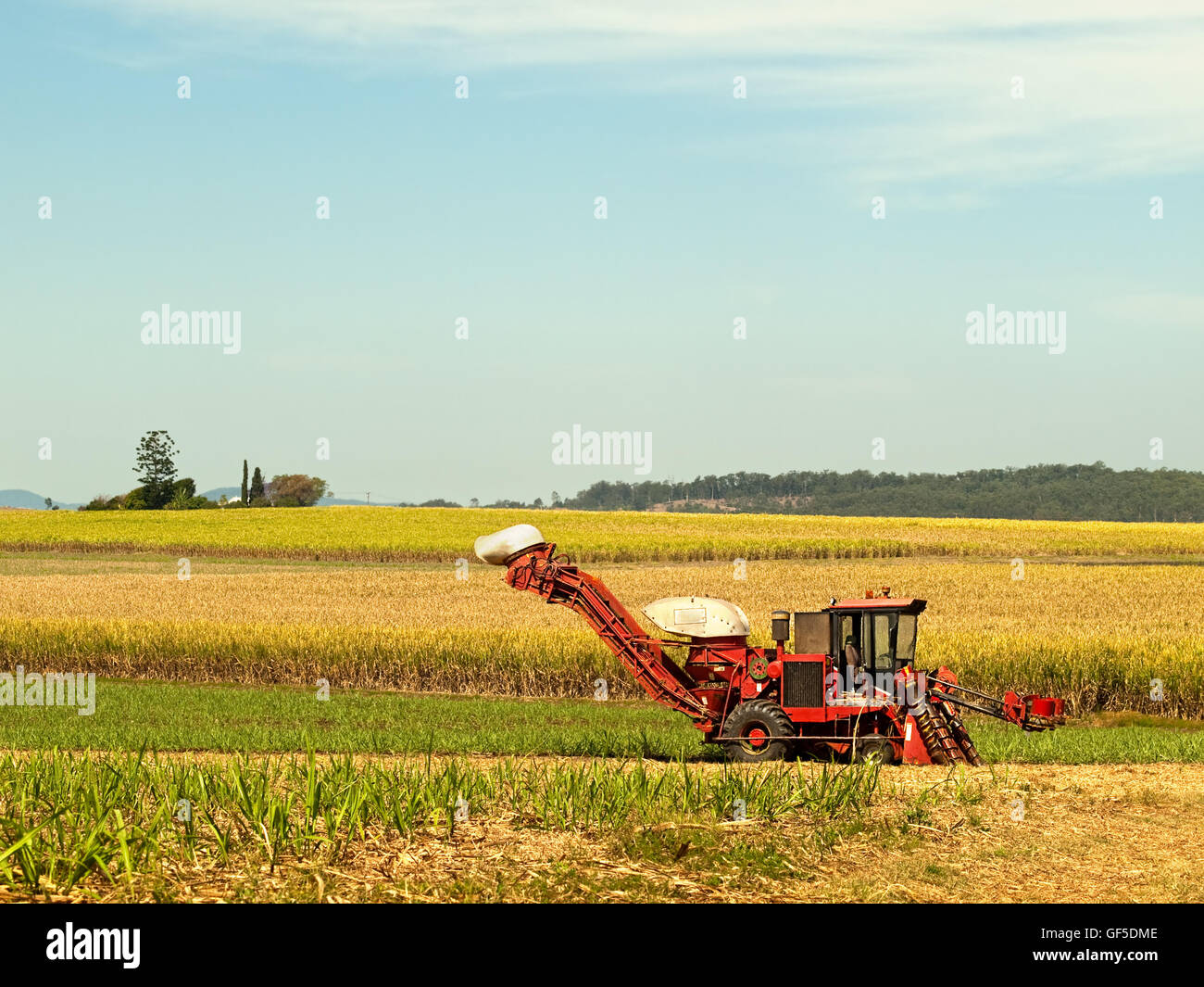 La Ferme Rouge récolteuse de canne à la machine sur des terres de l'agriculture australienne plantation de canne à sucre Banque D'Images