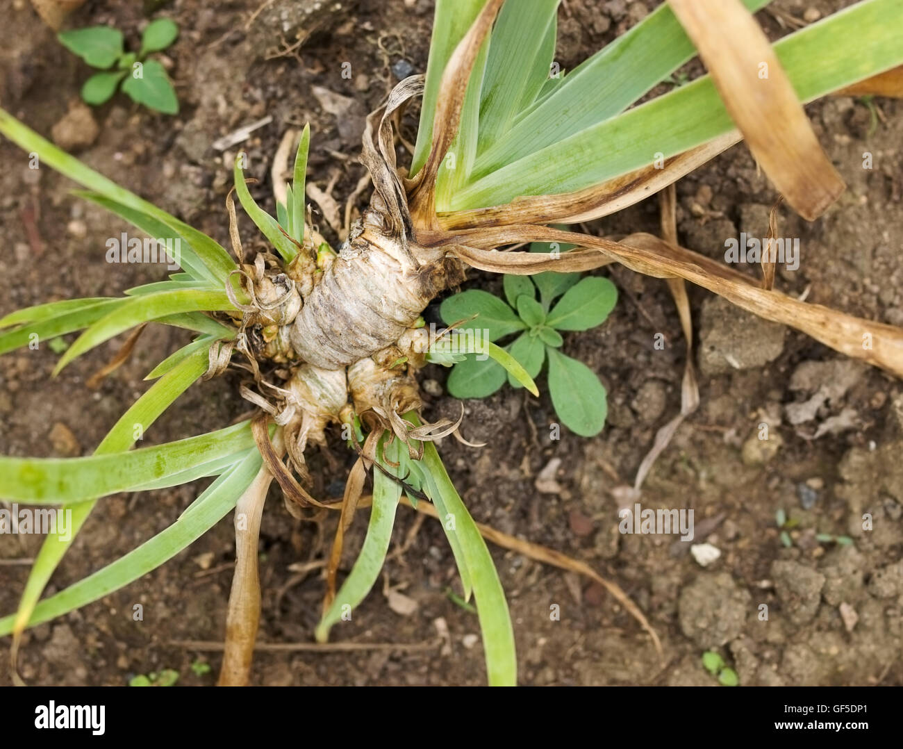 De plus en plus racine orris aromathérapie jardin biologique et utilisé en parfumerie et pot-pourri Banque D'Images