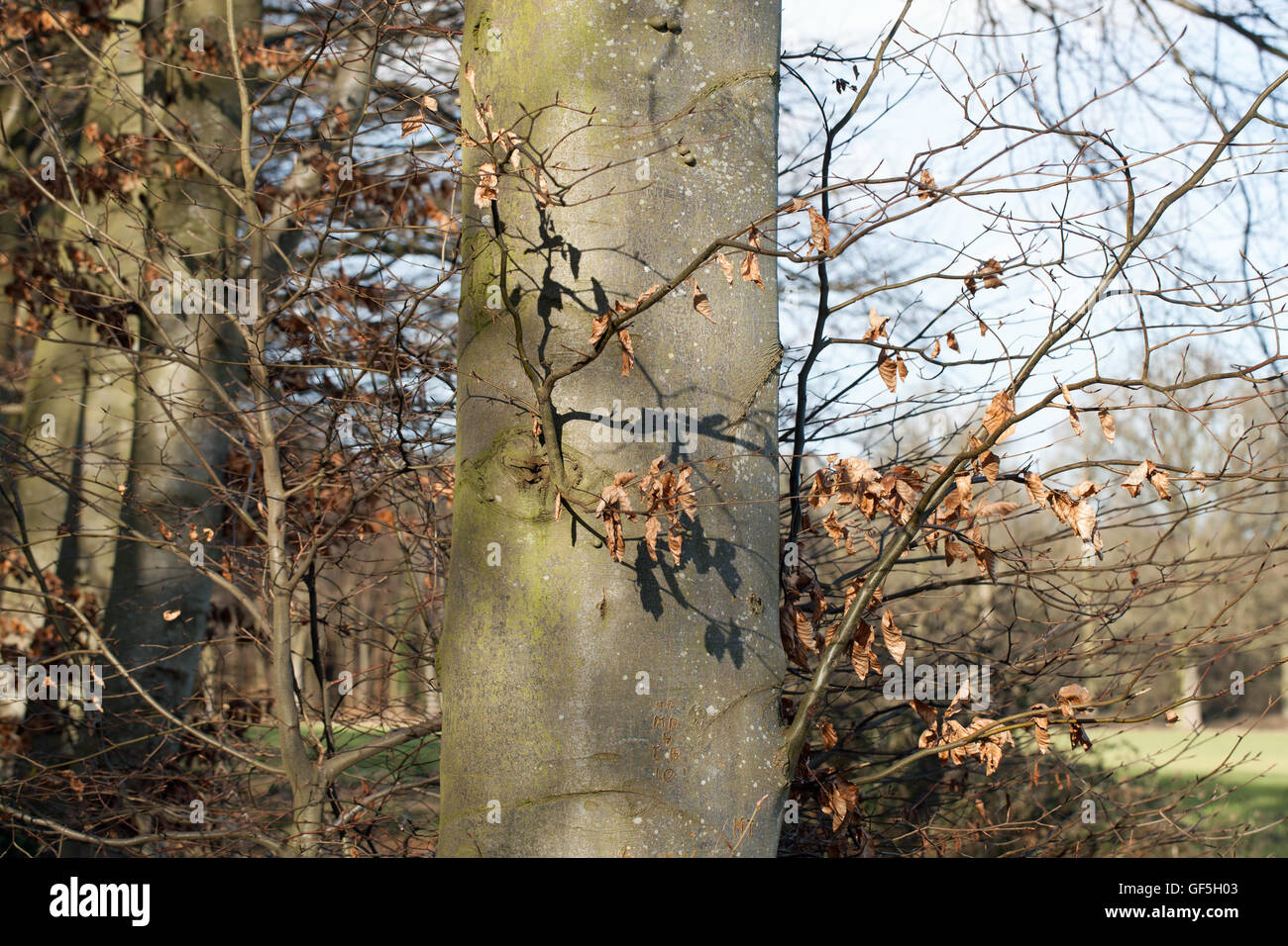 Hêtre commun (Fagus sylvatica). L'arbre sur pied, montrant bon tronc droit. Les feuilles mortes encore attaché à des branches basses à partir de Banque D'Images