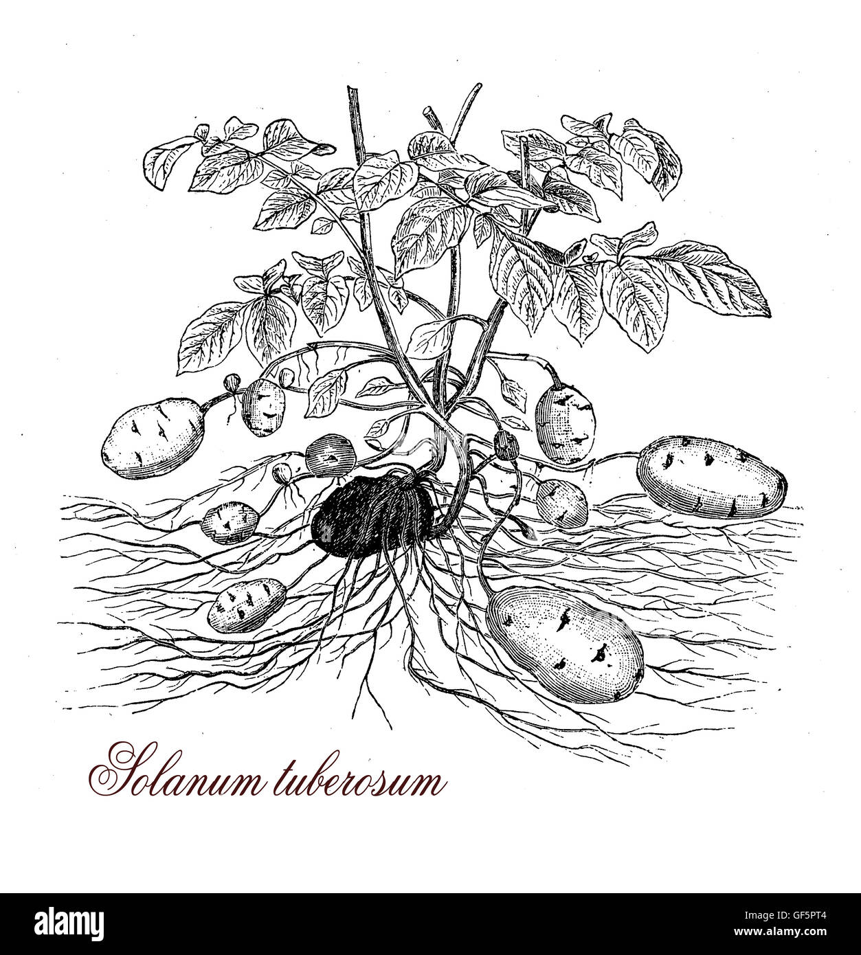 Les pommes de terre, bien connue des tubercules comestibles, ont été introduits à partir de la région des Andes environ il y a quatre siècles. Plante herbacée vivace, Solanum tuberosum est l'espèce largement cultivée Banque D'Images