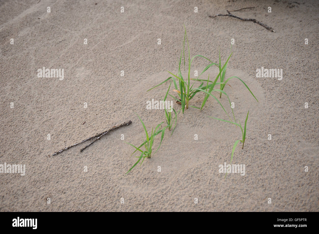 Détails de Vychegda river beach. Impressions du vent sur le sable. Banque D'Images