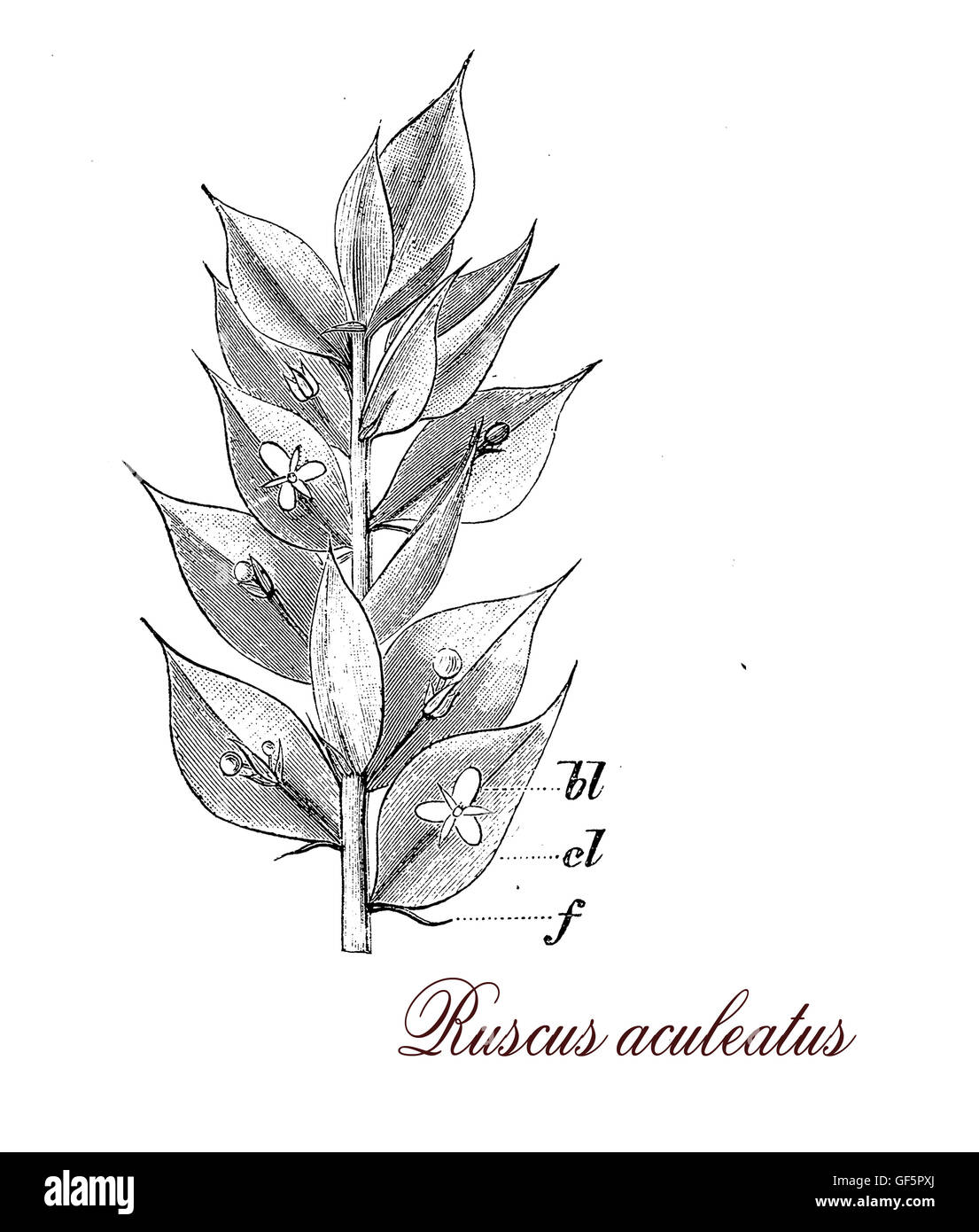 Ruscus aculeatus est un arbuste avec des feuilles garnies d'épines plantés comme décoration de jardin, les fruits sont des baies rouges utilisées comme semences d'oiseaux Banque D'Images
