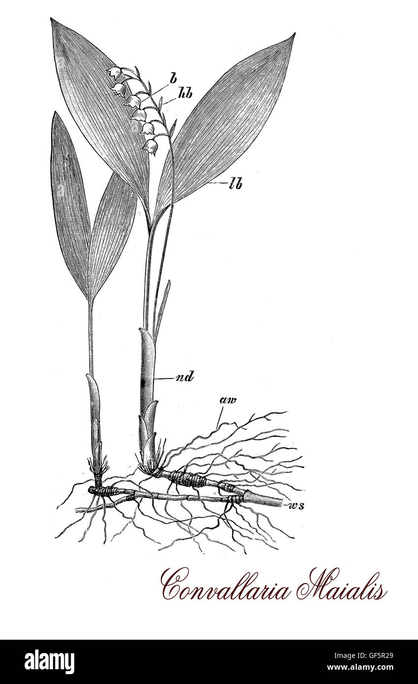 Lis de la vallée ou Convallaria maialis est une plante très toxique avec une odeur douce. plante herbacée éternelle, les fleurs sont blanches en forme de cloche et Banque D'Images