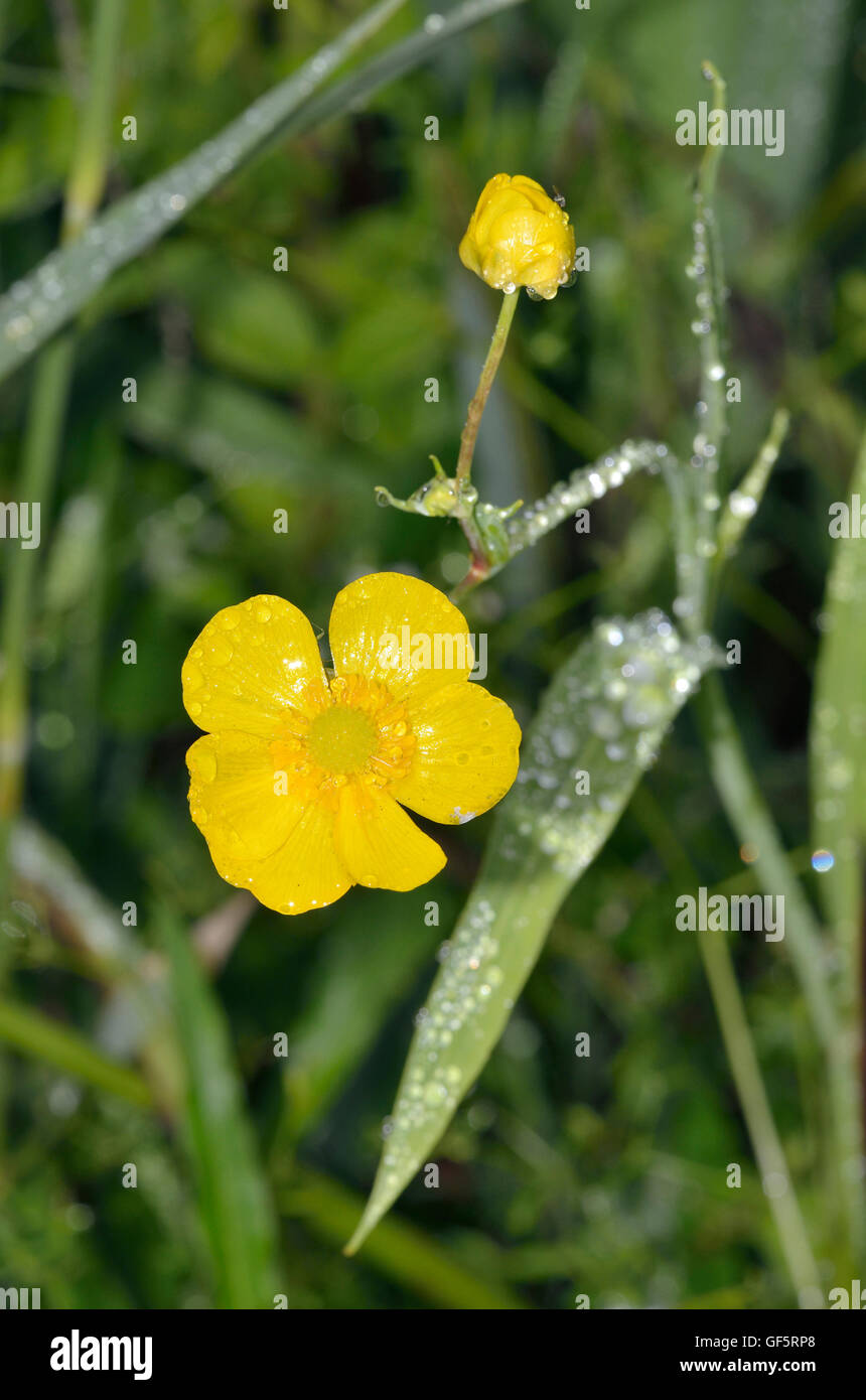 Une plus grande Spearwort - Ranunculus lingua Grande Renoncule Waterside  Photo Stock - Alamy