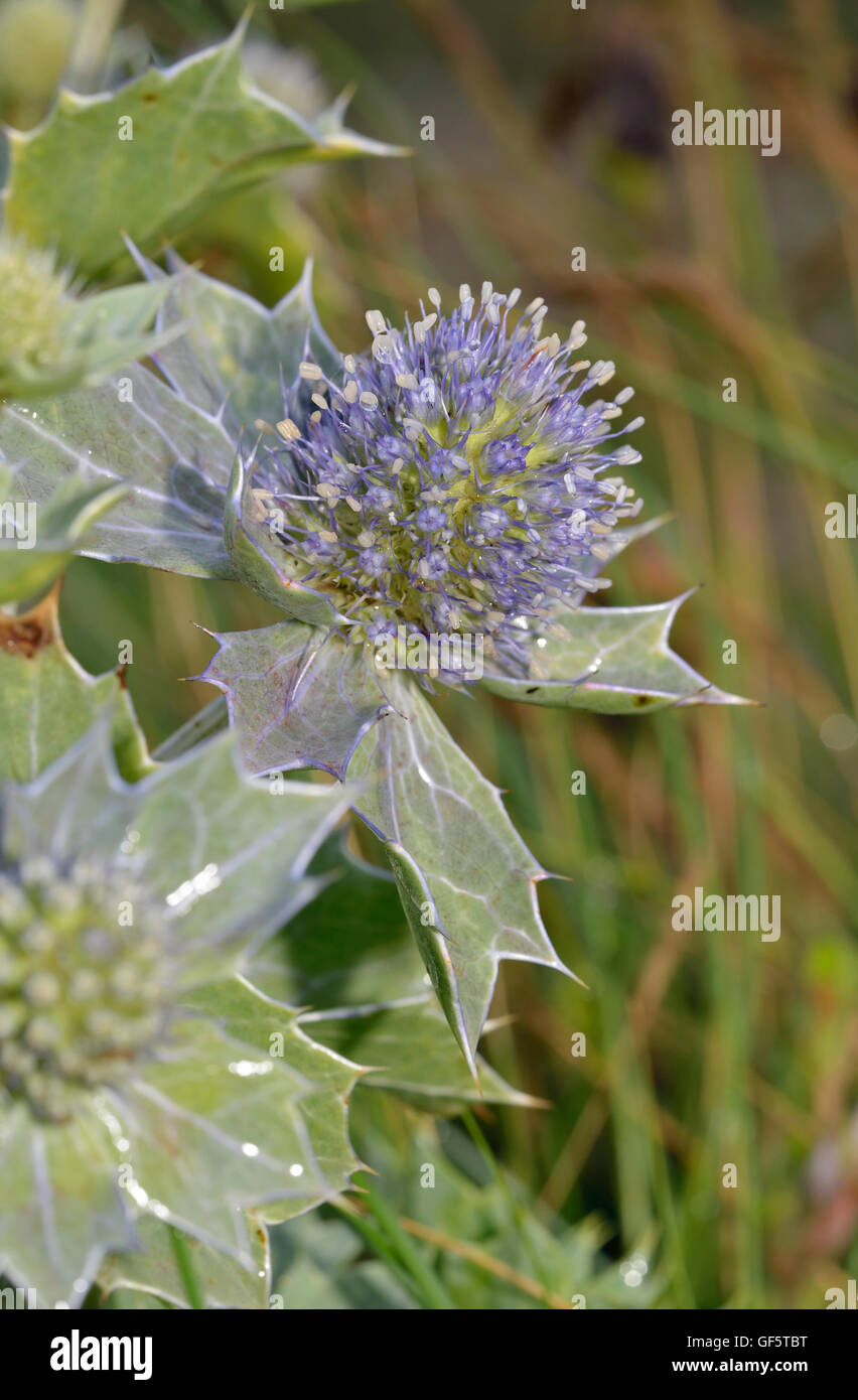 Eryngium maritimum mer Holly - Figuier Fleur de Mer Banque D'Images