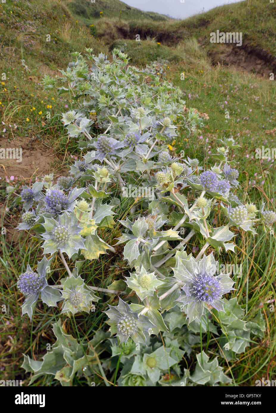 Eryngium maritimum mer Holly - Figuier Fleur de Mer Banque D'Images