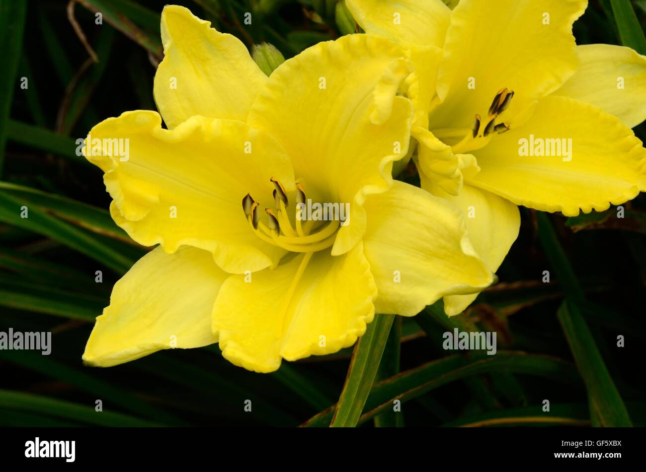 Hemerocallis hémérocalle Hémérocalle Ginko d'Or Banque D'Images