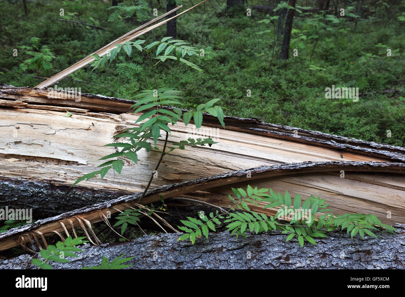 Close up of fallen casse arbre dans la forêt. Banque D'Images