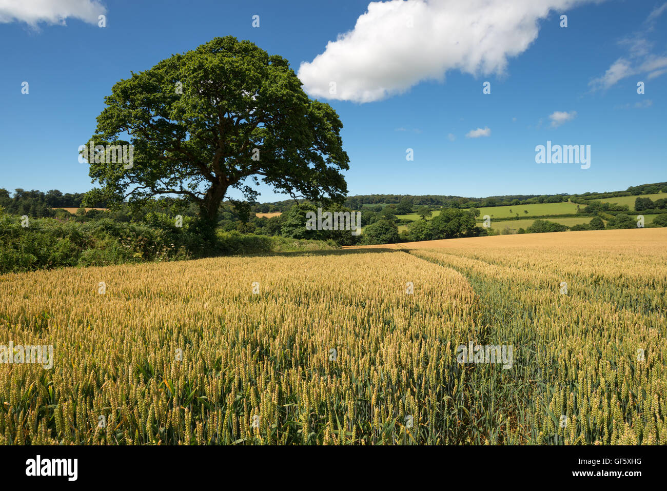 Ciel bleu sur un champ de maïs près de Lerryn dans la campagne des Cornouailles Banque D'Images