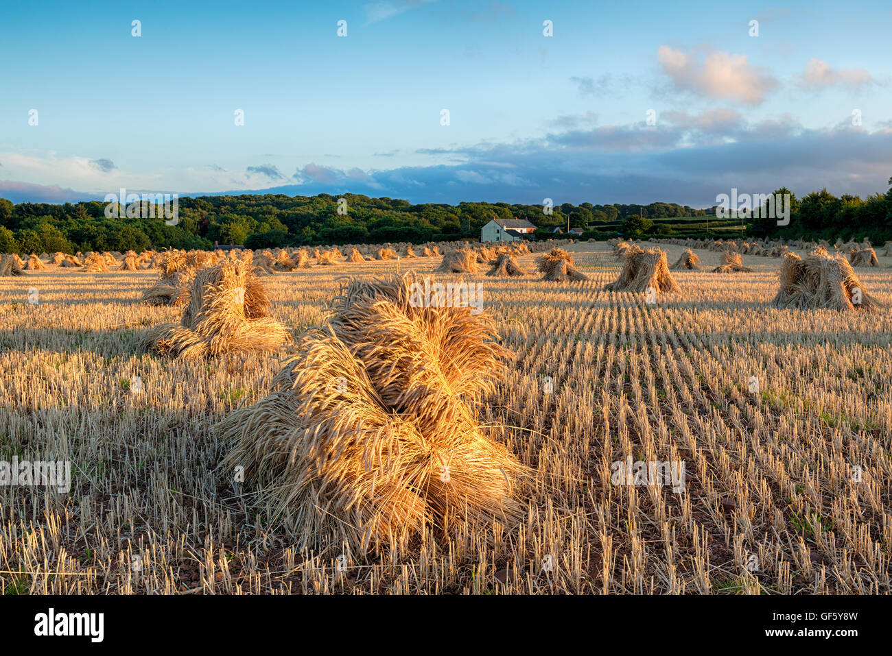 Temps de récolte dans la campagne du Devon avec des gerbes de blé Banque D'Images