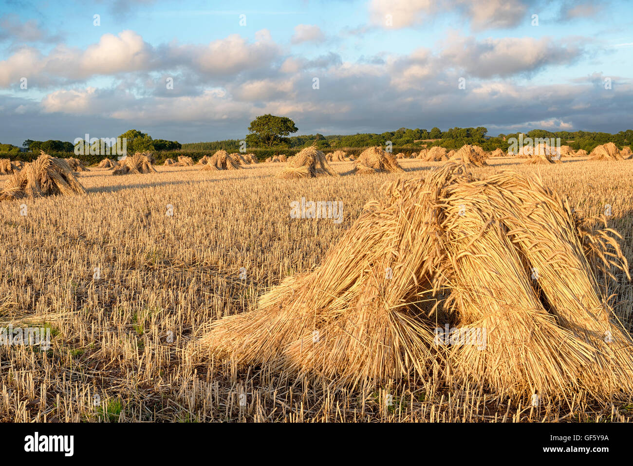 Les gerbes de blé de la récolte traditionnelle dans la campagne du Devon Banque D'Images