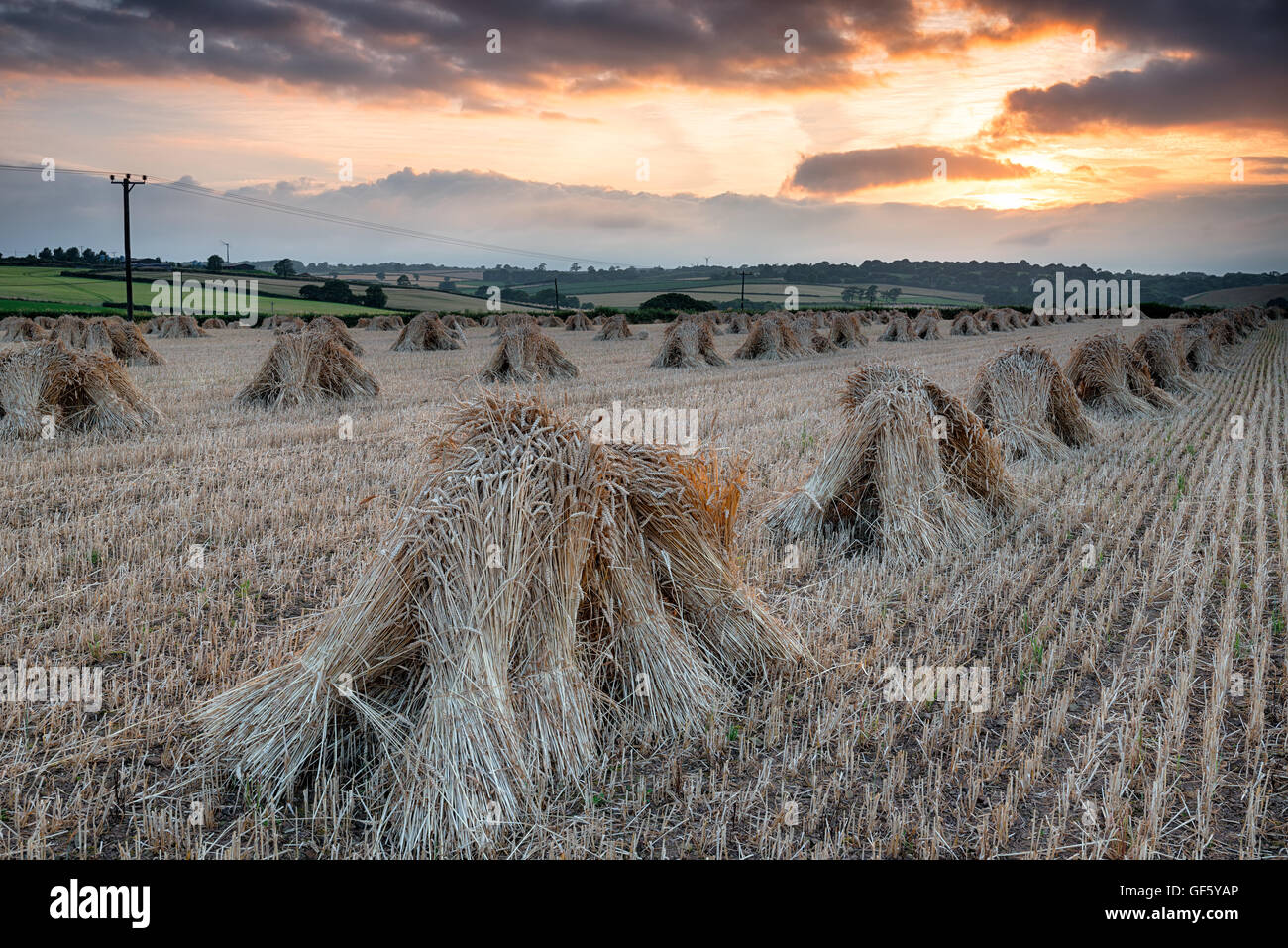 La récolte d'orge dans le Devon avec rangées de moyettes mis à sécher sous un ciel du soir Banque D'Images