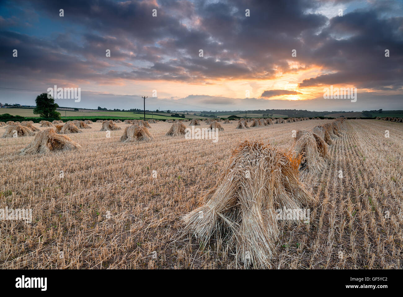 Magnifique coucher de soleil sur un champ d'orge moyettes de Devon Banque D'Images