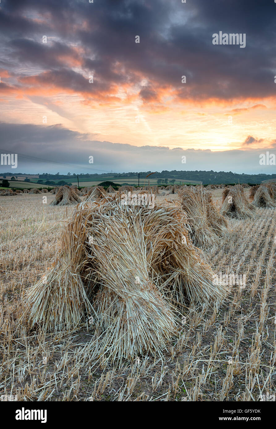 Coucher de soleil sur un champ de moyettes à Wembworthy dans le Devon, il s'agit de poulies traditionnelles d'orge s'est levé pour les garder au sec jusqu'à l'e Banque D'Images