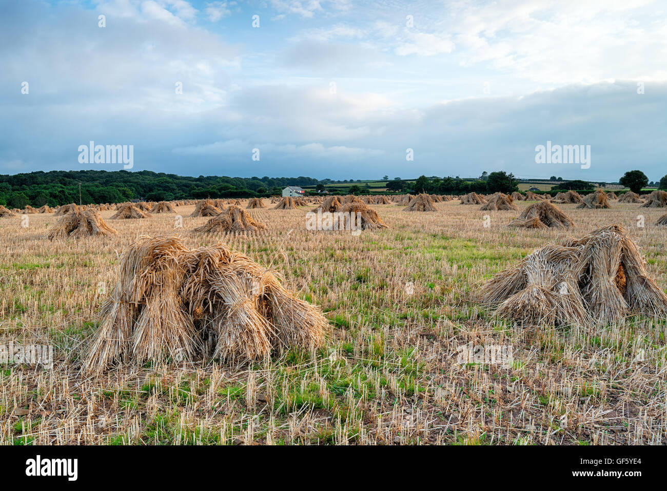 Un champ d'orge moyettes après la récolte en près de Wembworthy à Devon Banque D'Images