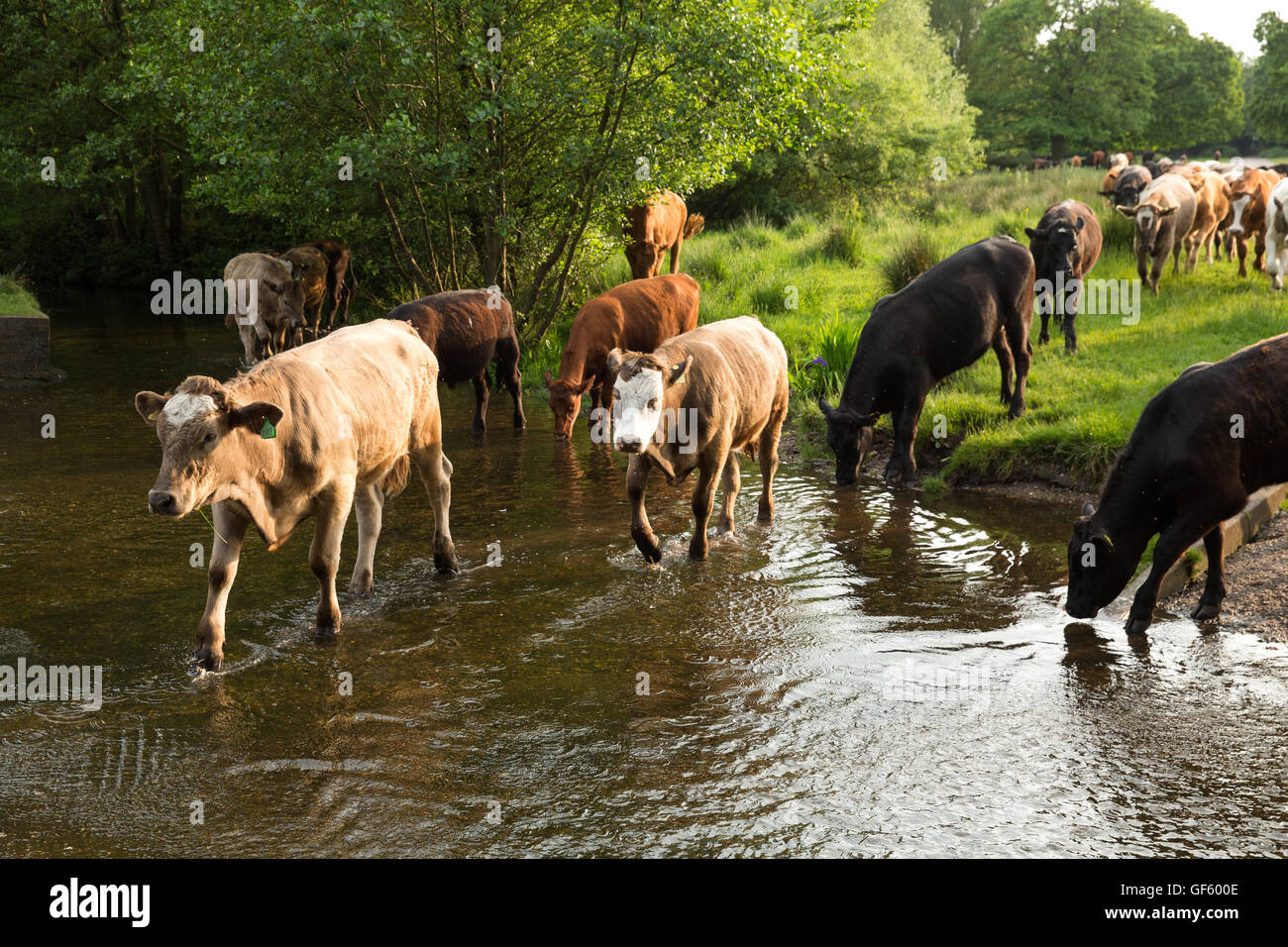 Les vaches de boire à la rivière au coucher du soleil près de l'entrée Piscine Wyndley Sutton Park dans le West Midlands. Banque D'Images