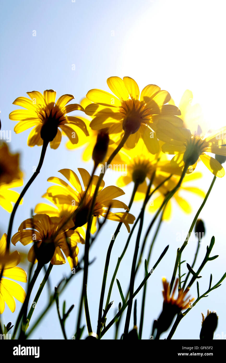 Un petit rayon de soleil Banque D'Images