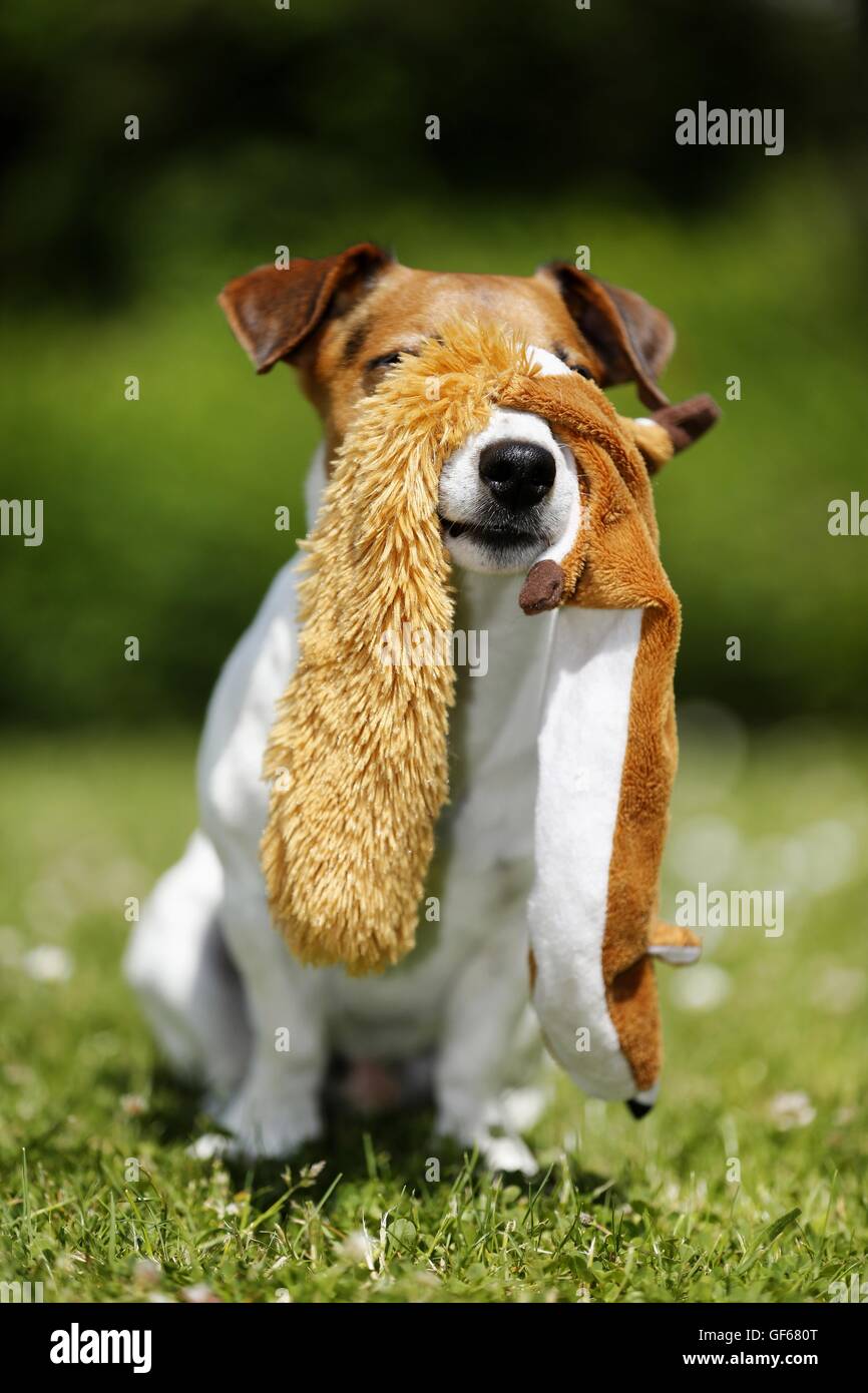 Jack Russell Terrier avec toy Banque D'Images