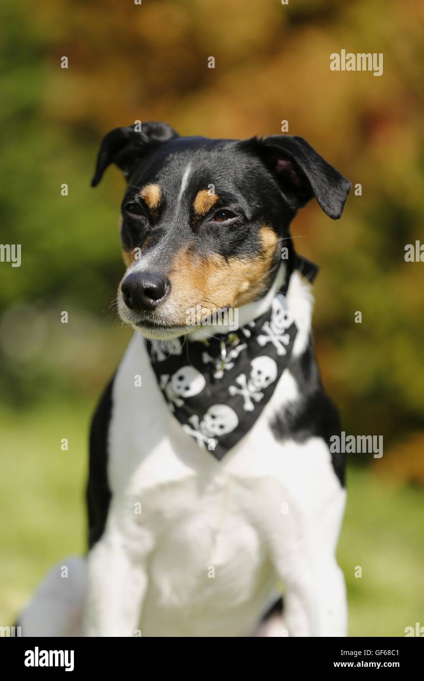 Jack Russell Terrier Portrait Banque D'Images