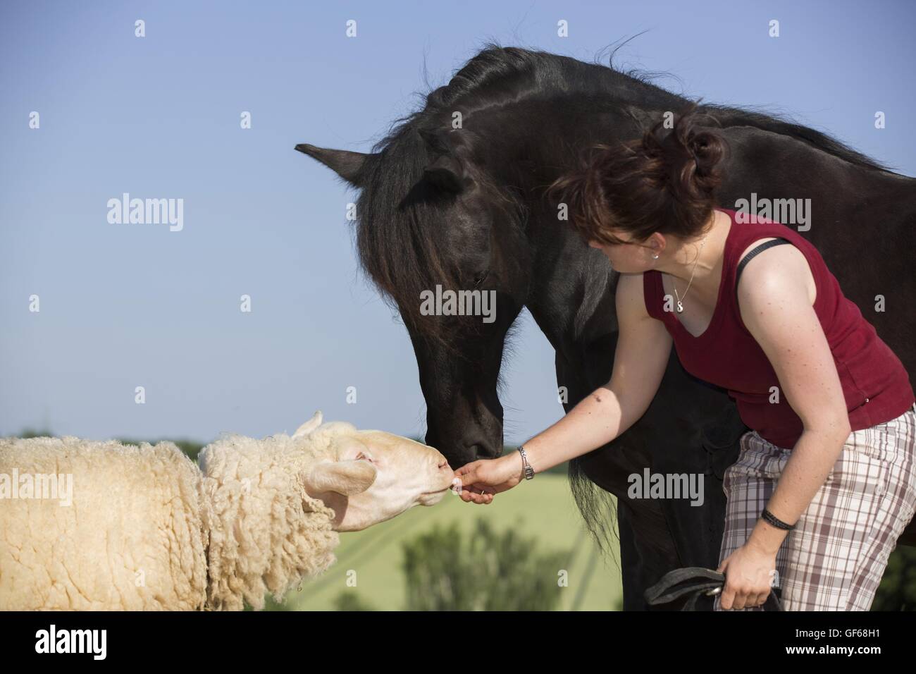 Cheval frison et moutons Banque D'Images