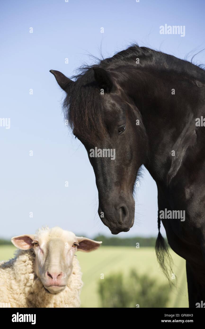 Cheval frison et moutons Banque D'Images