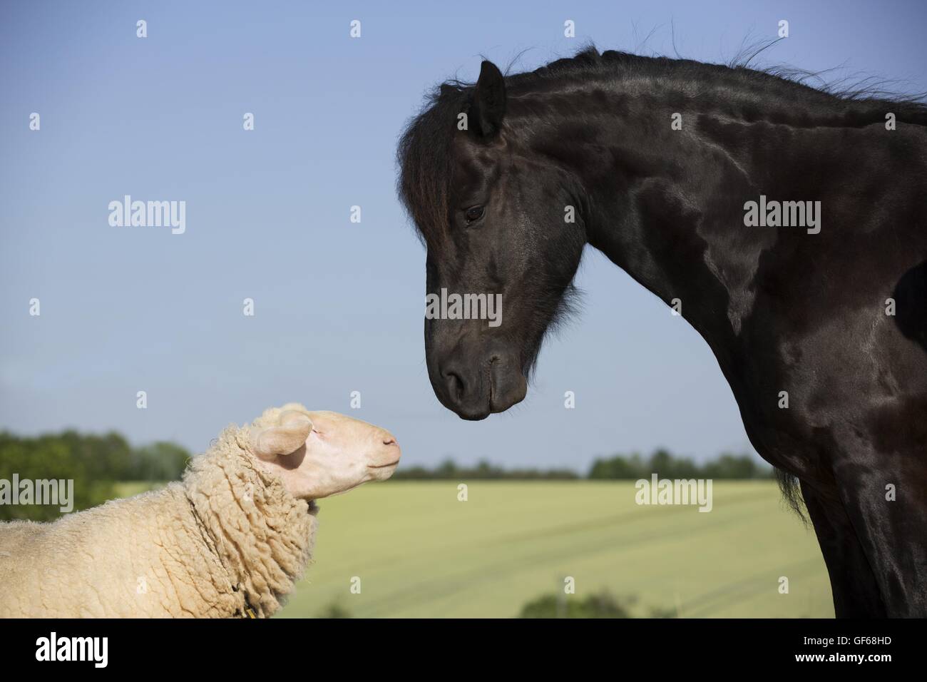 Cheval frison et moutons Banque D'Images