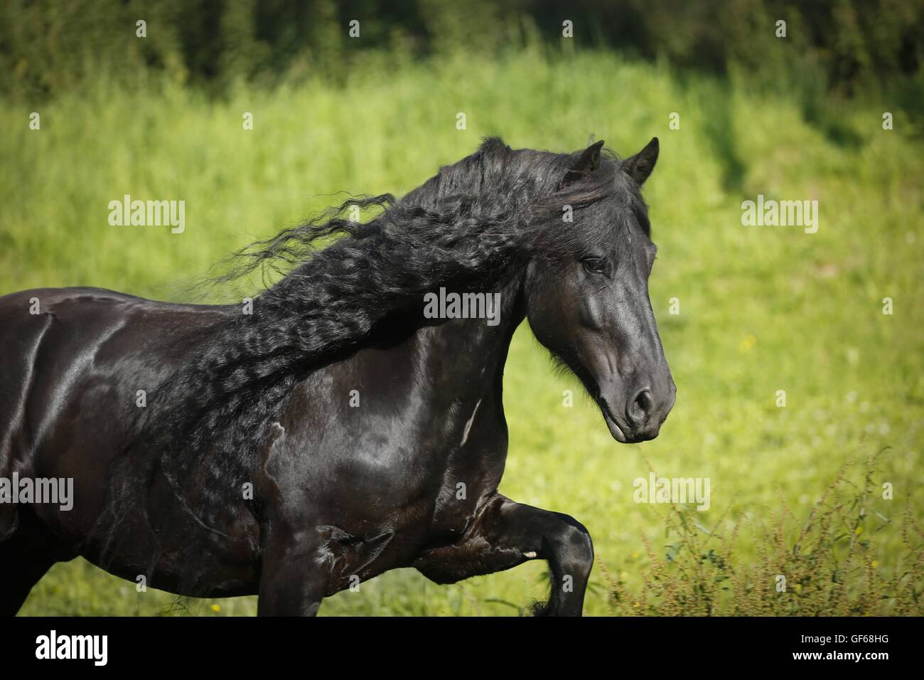 Cheval frison au trot Banque D'Images