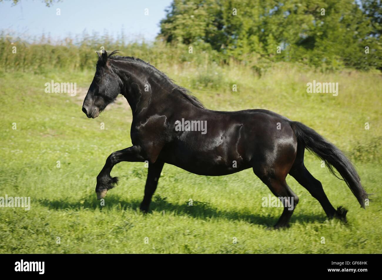 Cheval frison au galop Banque D'Images