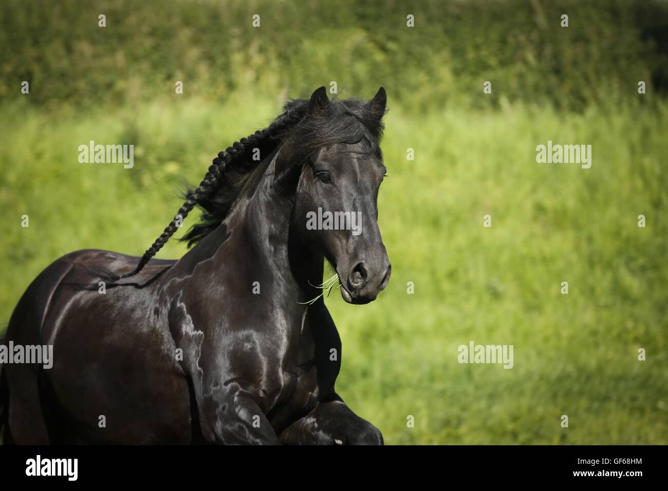 Portrait cheval frison Banque D'Images