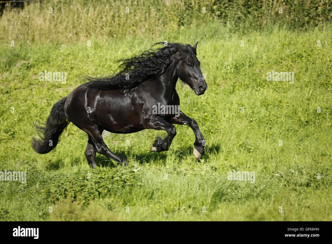 Cheval frison au galop Banque D'Images
