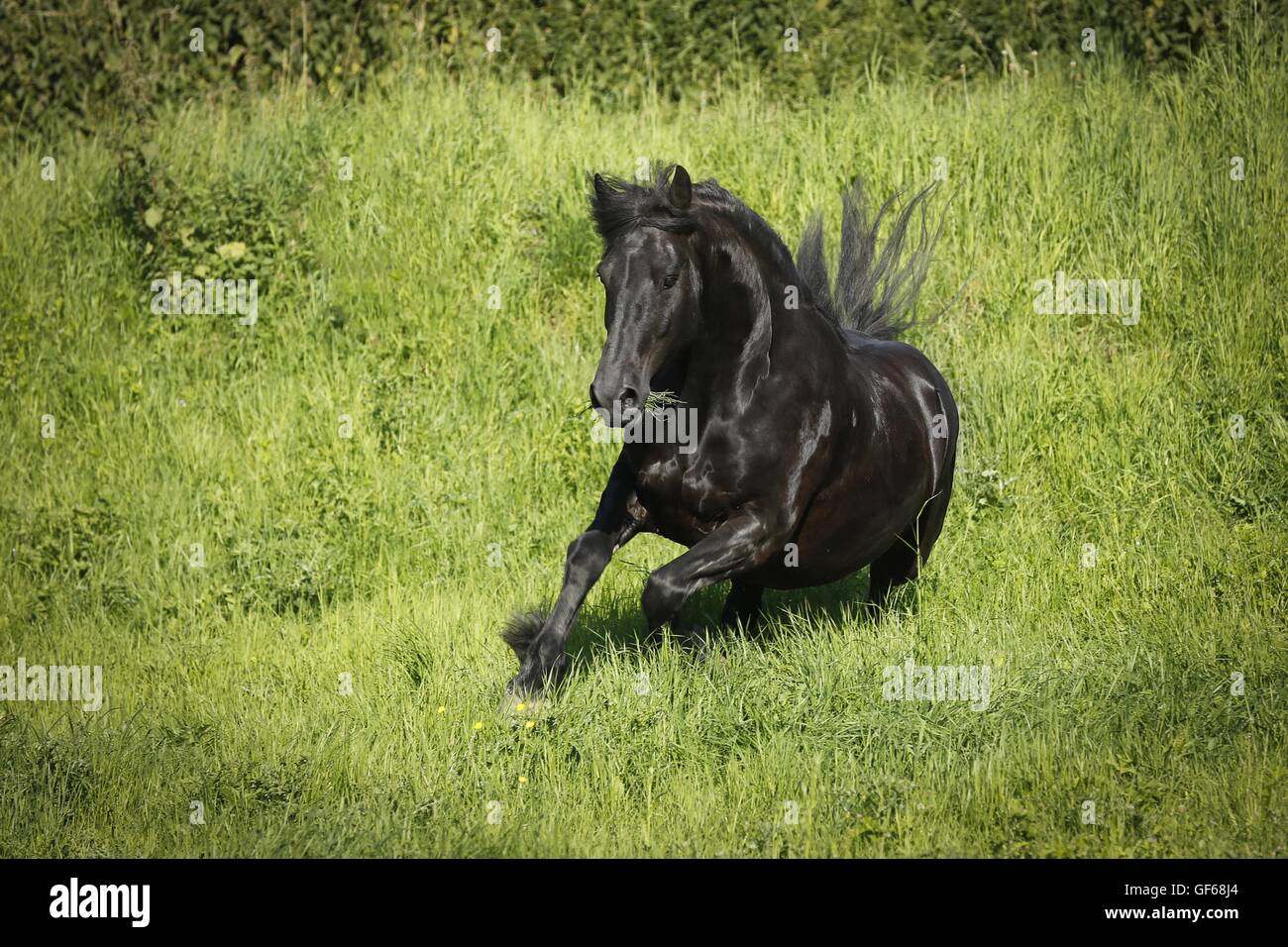 Cheval frison au galop Banque D'Images