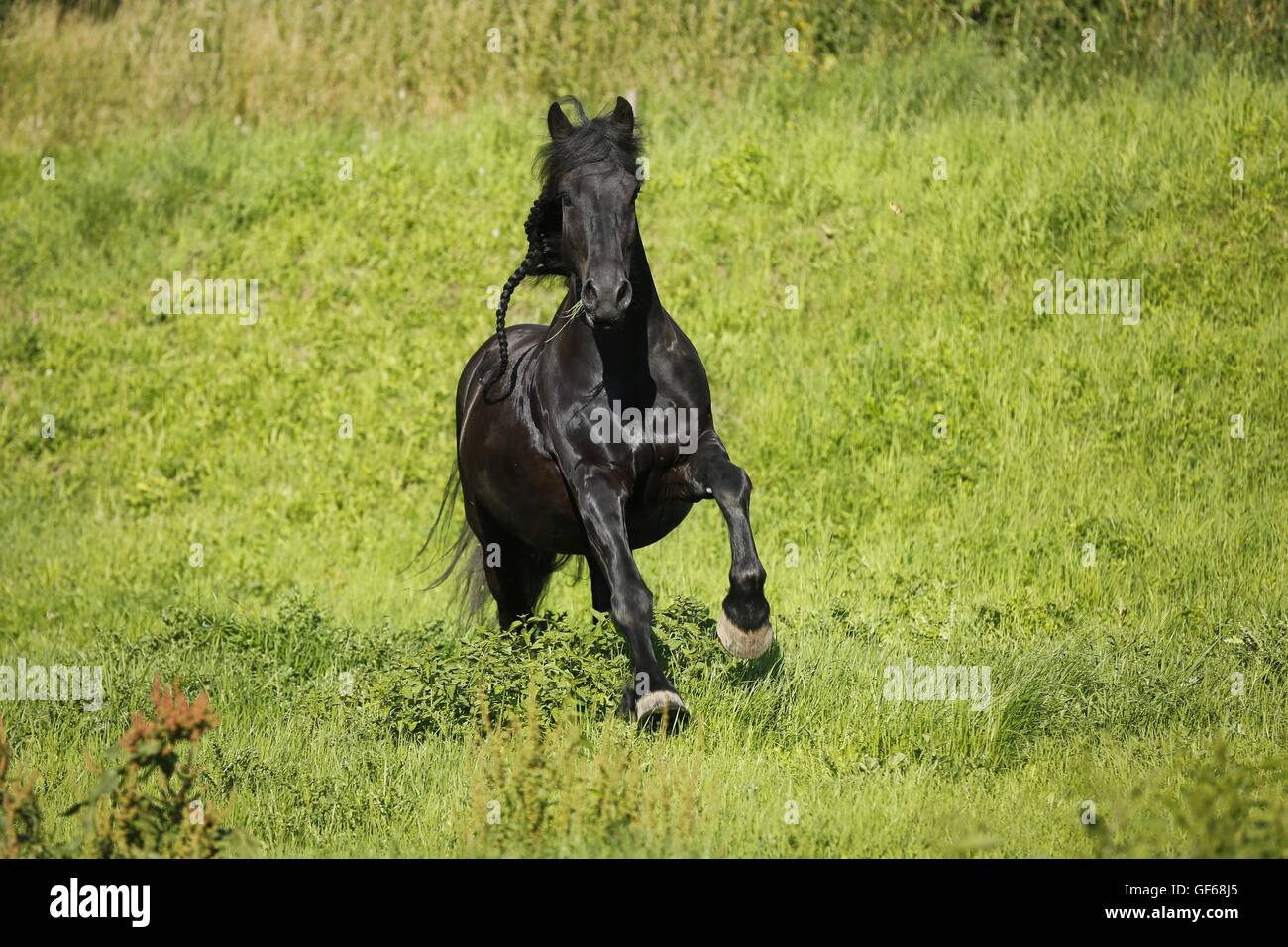 Cheval frison au galop Banque D'Images