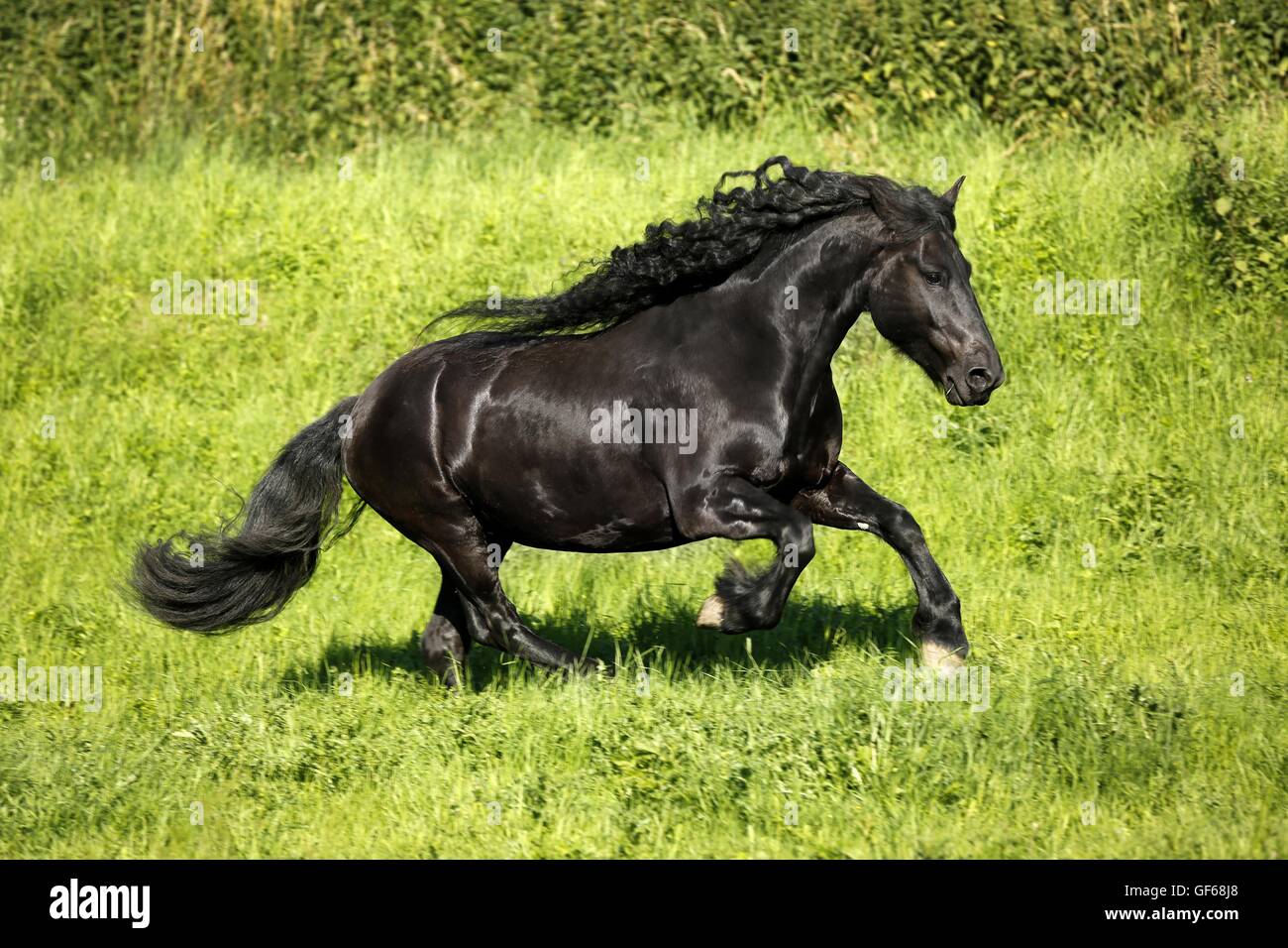 Cheval frison au galop Banque D'Images