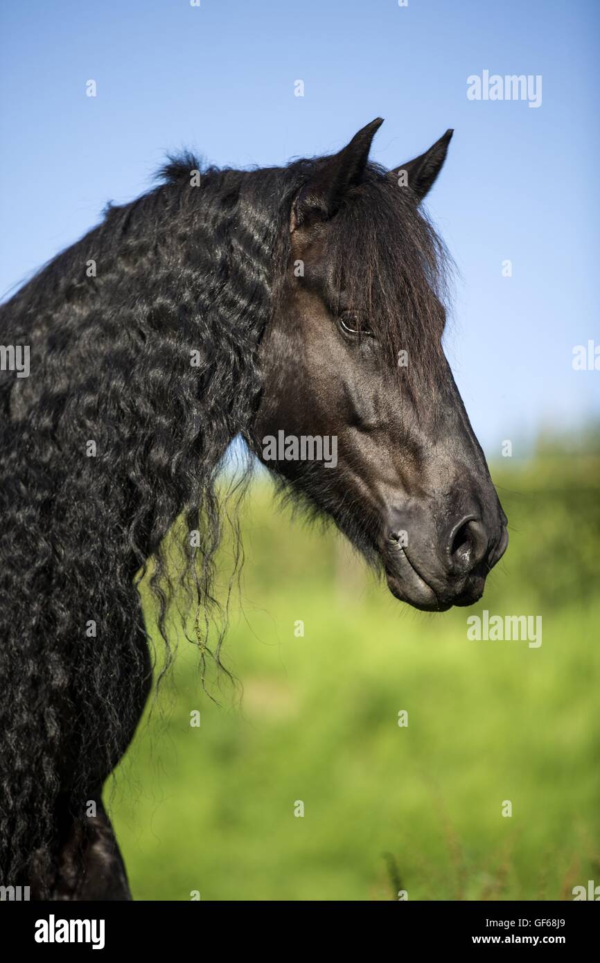 Portrait cheval frison Banque D'Images