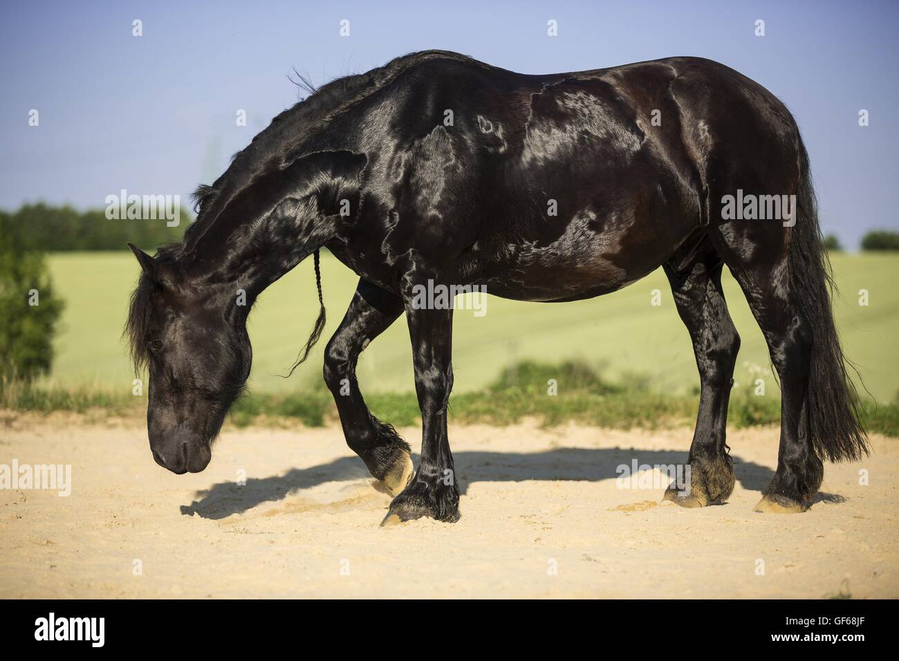 Cheval frison Banque D'Images