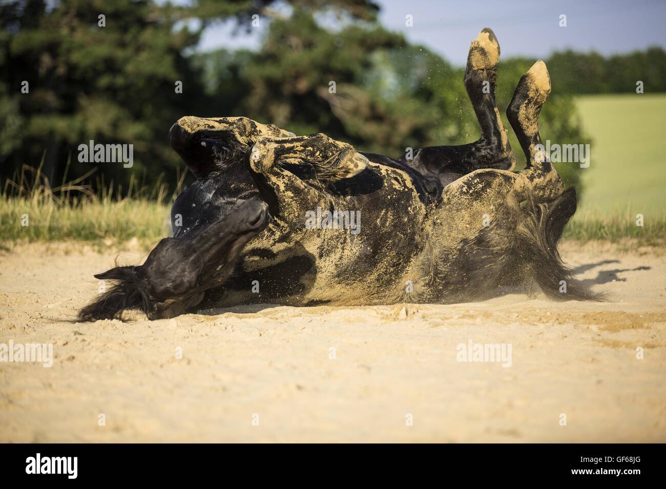 Cheval frison matériel roulant Banque D'Images