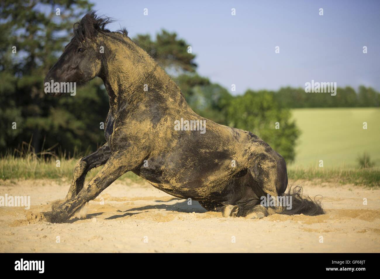Cheval frison après laminage Banque D'Images